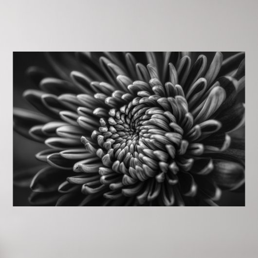 GRAYSCALE FOTO VAN CHRYSANTHEMUM POSTER (Voorkant)