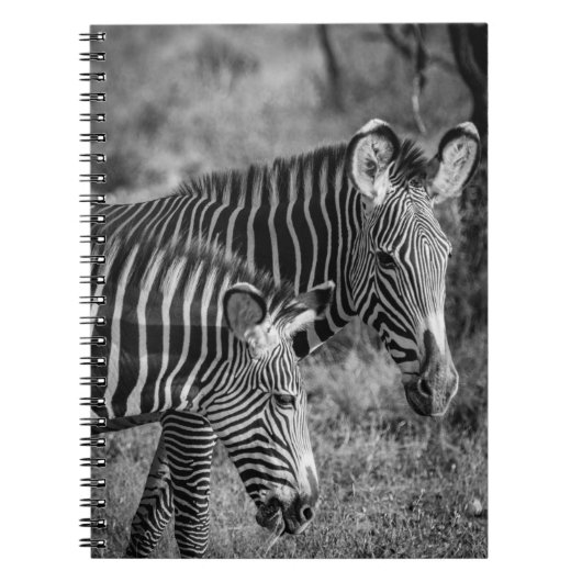 GRAYSCALE FOTO VAN ZEBRAS NOTITIEBOEK (Voorkant)