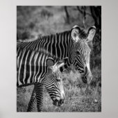 GRAYSCALE FOTO VAN ZEBRAS POSTER (Voorkant)