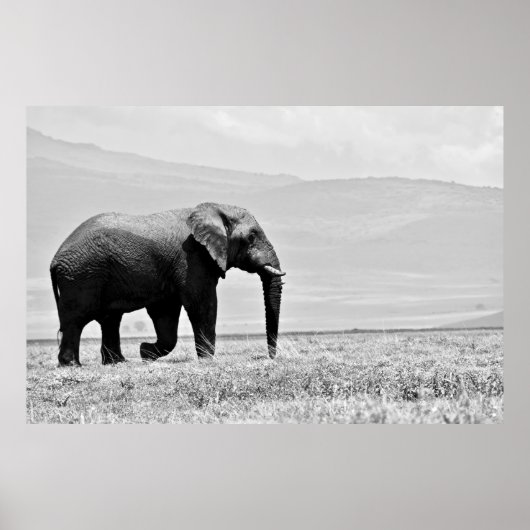 GRAYSCALE FOTOGRAFIE VAN ELEPHANT POSTER (Voorkant)