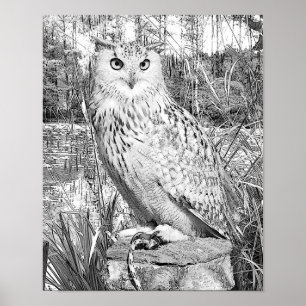 Grayscale het Kleuren Owl Natuur het Kleuren van b Poster