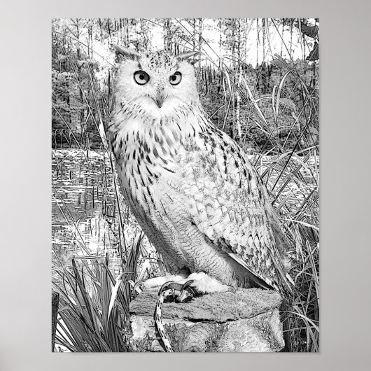 Grayscale het Kleuren Owl Natuur het Kleuren van b Poster (Voorkant)