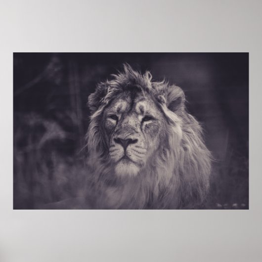 GRAYSCALE PHOTOGRAPHY OF LION POSTER (Voorkant)