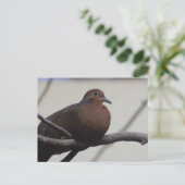 Graysons Dove Briefkaart (Staand voorkant)