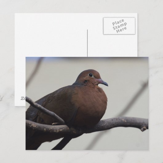 Graysons Dove Briefkaart (Voorkant / Achterkant)