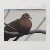 Graysons Dove Briefkaart (Voorkant)