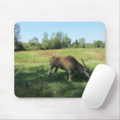 Grazende Antilope Muismat (Met muis)