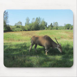 Grazende Antilope Muismat