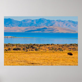 Grazende bizon, Great Salt Lake, Utah Poster