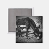 Grazende ezel magneet (Voorkant / Achterkant)