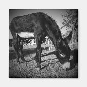 Grazende ezel magneet (Voorkant)