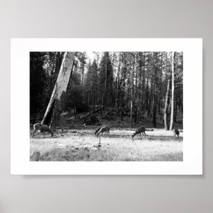 Grazende herten Yosemite zwart-wit fotografie Poster