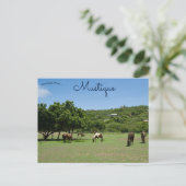Grazende paarden in Mustique Briefkaart (Staand voorkant)