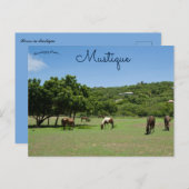 Grazende paarden in Mustique Briefkaart (Voorkant / Achterkant)