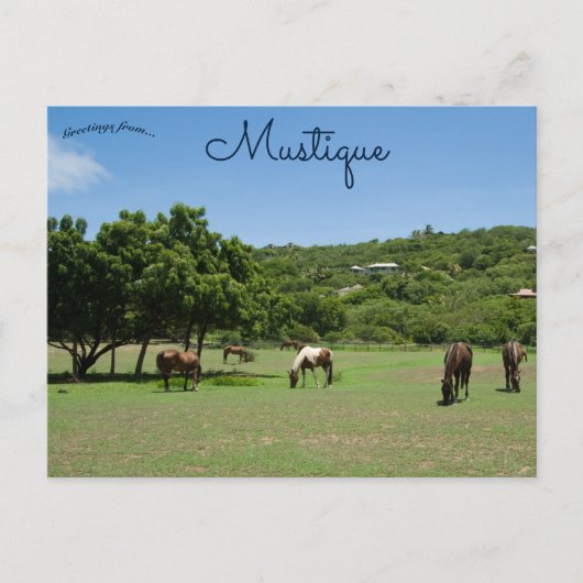 Grazende paarden in Mustique Briefkaart (Voorkant)