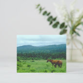 Grazende paarden met bergen achtergrond briefkaart (Staand voorkant)