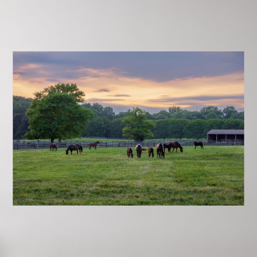 Grazende paarden poster (Voorkant)