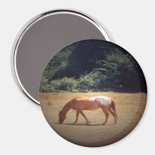 Grazende Palomino.... Magneet (Voorkant / Achterkant)