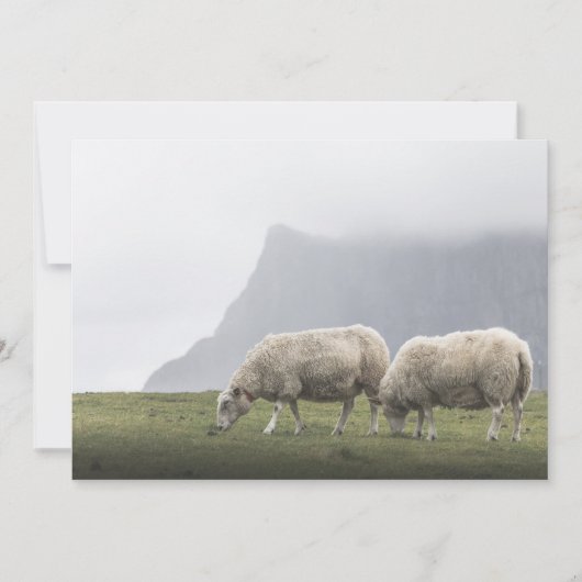 Grazende schapen natuurfoto (Voorkant)