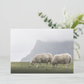 Grazende schapen natuurfoto (Staand voorkant)