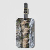 Grazer's Cubs bij Brooks Herfsten - Bagagelabel 2 (Voorkant (verticaal))