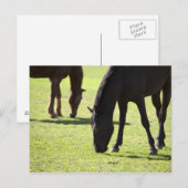 Grazing 2 van paarden briefkaart (Voorkant / Achterkant)