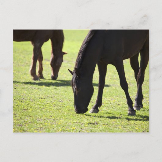 Grazing 2 van paarden briefkaart (Voorkant)