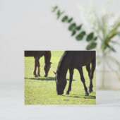 Grazing 2 van paarden briefkaart (Staand voorkant)
