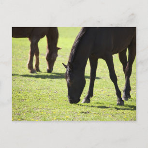 Grazing 2 van paarden briefkaart