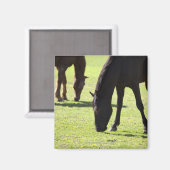 Grazing 2 van paarden magneet (Voorkant / Achterkant)