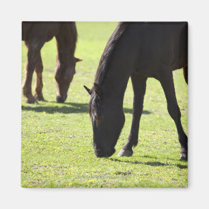 Grazing 2 van paarden magneet