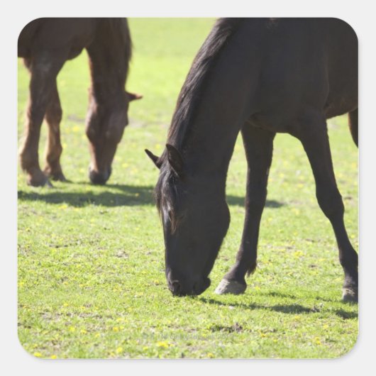 Grazing 2 van paarden vierkante sticker (Voorkant)