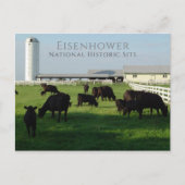 Grazing Angus Cattle, Eisenhower Boerderij, Gettys Briefkaart (Voorkant)