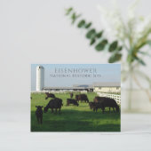 Grazing Angus Cattle, Eisenhower Boerderij, Gettys Briefkaart (Staand voorkant)