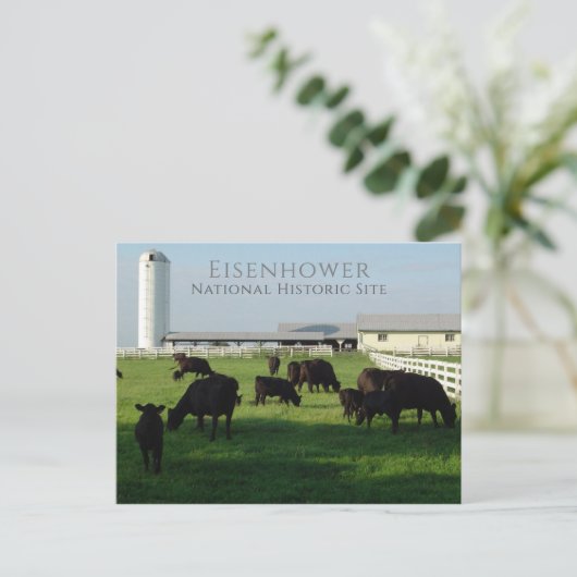 Grazing Angus Cattle, Eisenhower Boerderij, Gettys Briefkaart (Staand voorkant)
