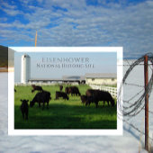 Grazing Angus Cattle, Eisenhower Boerderij, Gettys Briefkaart