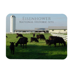 Grazing Angus Cattle, Eisenhower Boerderij, Gettys Magneet