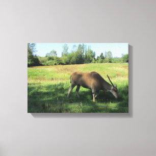 Grazing Antelope Canvas Afdruk