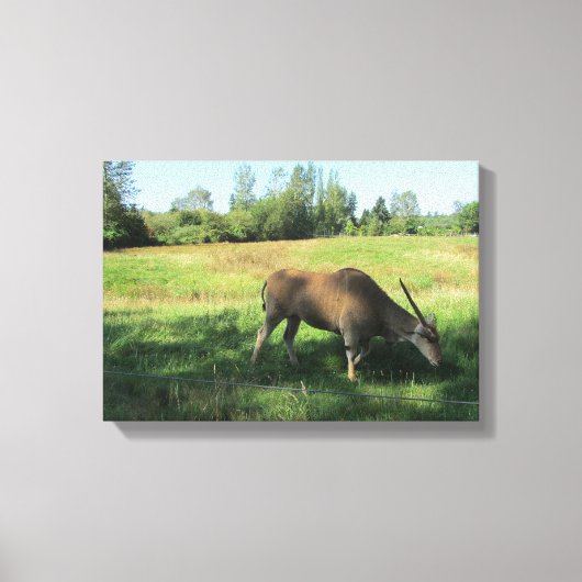 Grazing Antelope Canvas Afdruk (Voorkant)