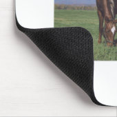 Grazing Appaloosa Muismat (Hoek)