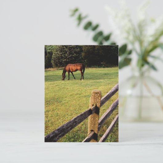 Grazing Bay Briefkaart (Staand voorkant)