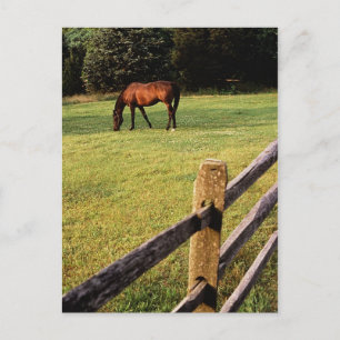 Grazing Bay Briefkaart