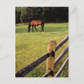 Grazing Bay Briefkaart (Voorkant)