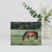 Grazing Bay met witte sockets Briefkaart (Staand voorkant)
