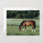 Grazing Bay met witte sockets Briefkaart (Voorkant / Achterkant)