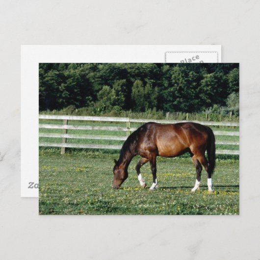 Grazing Bay met witte sockets Briefkaart (Voorkant / Achterkant)