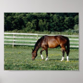 Grazing Bay met witte sockets Poster (Voorkant)