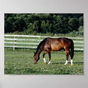 Grazing Bay met witte sockets Poster
