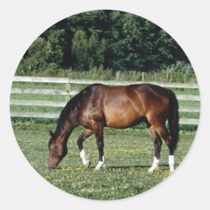 Grazing Bay met witte sockets Ronde Sticker