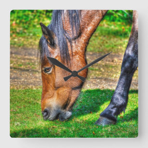 Grazing Bay Pony Equine Photo Paardenliefhebbers Vierkante Klok